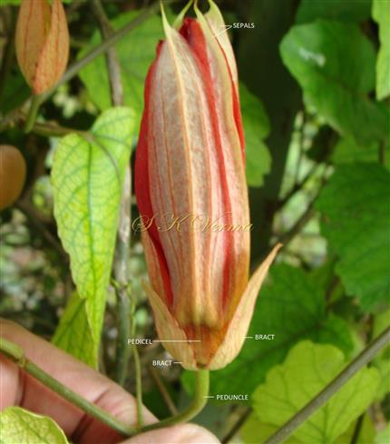  Young flower with 3 bracts and sepals